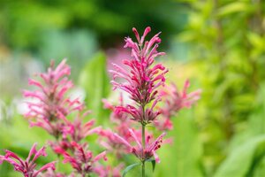 Agastache mex. 'Red Fortune' geen maat specificatie 0,55L/P9cm