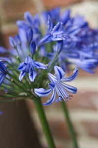 Agapanthus 'Navy Blue' geen maat specificatie 0,55L/P9cm