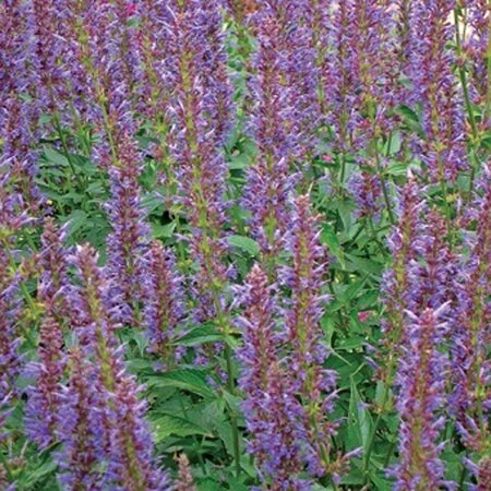 Agastache 'Purple Haze' geen maat specificatie 0,55L/P9cm - afbeelding 2