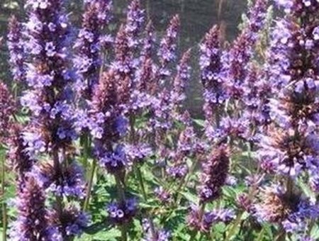 Agastache 'Purple Haze' geen maat specificatie 0,55L/P9cm