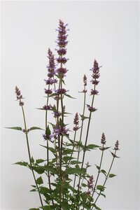 Agastache 'Purple Haze' geen maat specificatie 0,55L/P9cm - afbeelding 3