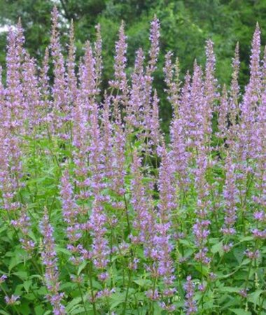 Agastache 'Purple Haze' geen maat specificatie 0,55L/P9cm - afbeelding 4