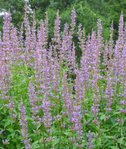 Agastache 'Purple Haze' geen maat specificatie 0,55L/P9cm - afbeelding 4