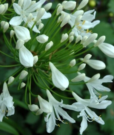 Agapanthus 'Polar Ice' geen maat specificatie 0,55L/P9cm