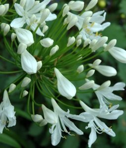 Agapanthus 'Polar Ice' geen maat specificatie 0,55L/P9cm