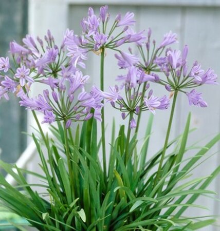 Agapanthus 'Peter Pan' geen maat specificatie 0,55L/P9cm