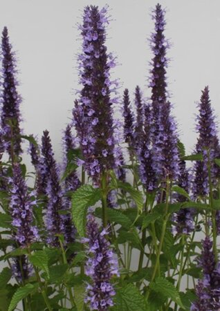 Agastache rugosa 'Little Adder' geen maat specificatie 0,55L/P9cm
