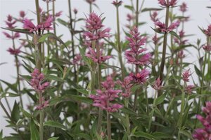 Agastache 'Rosie Posie' geen maat specificatie 0,55L/P9cm