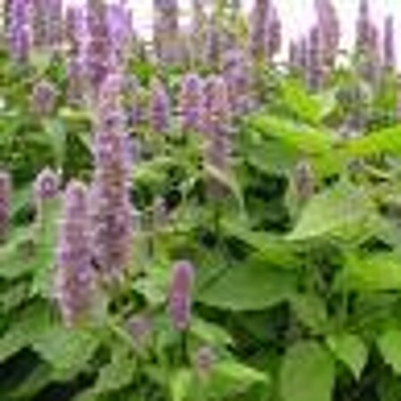 Agastache rugosa geen maat specificatie 0,55L/P9cm
