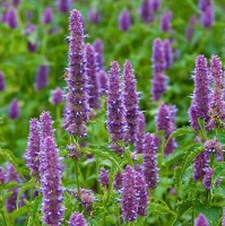 Agastache rugosa geen maat specificatie 0,55L/P9cm - afbeelding 2
