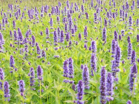 Agastache rugosa geen maat specificatie 0,55L/P9cm - afbeelding 3