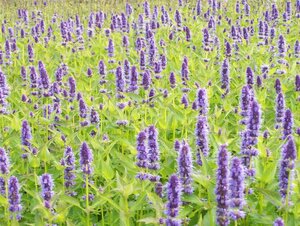Agastache rugosa geen maat specificatie 0,55L/P9cm - afbeelding 3