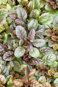 Ajuga reptans 'Atropurpurea' geen maat specificatie 0,55L/P9cm