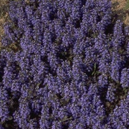 Ajuga reptans 'Atropurpurea' geen maat specificatie 0,55L/P9cm - afbeelding 2