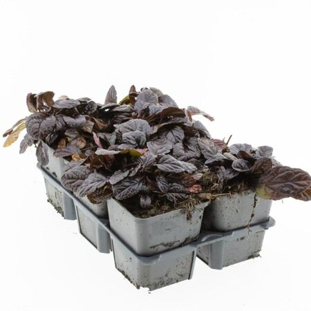 Ajuga reptans 'Atropurpurea' geen maat specificatie 0,55L/P9cm - afbeelding 4
