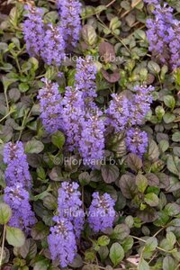 Ajuga reptans 'Atropurpurea' geen maat specificatie 0,55L/P9cm - afbeelding 8