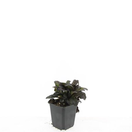 Ajuga reptans 'Atropurpurea' geen maat specificatie 0,55L/P9cm - afbeelding 4