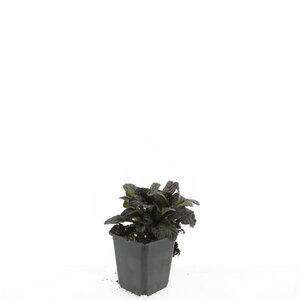 Ajuga reptans 'Atropurpurea' geen maat specificatie 0,55L/P9cm - afbeelding 4