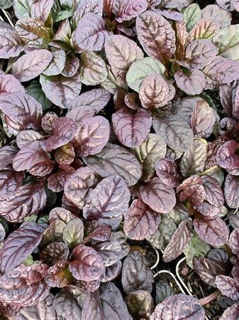 Ajuga reptans 'Atropurpurea' geen maat specificatie 0,55L/P9cm - afbeelding 5