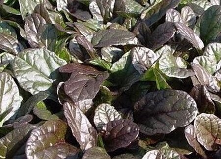 Ajuga reptans 'Atropurpurea' geen maat specificatie 0,55L/P9cm - afbeelding 6