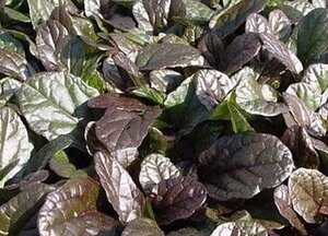 Ajuga reptans 'Atropurpurea' geen maat specificatie 0,55L/P9cm - afbeelding 6