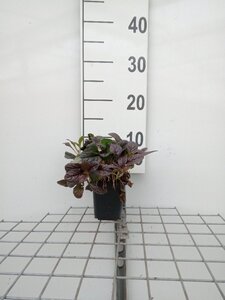 Ajuga reptans 'Atropurpurea' geen maat specificatie 0,55L/P9cm - afbeelding 3