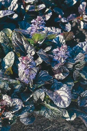 Ajuga reptans 'Atropurpurea' geen maat specificatie 0,55L/P9cm - afbeelding 10