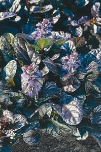 Ajuga reptans 'Atropurpurea' geen maat specificatie 0,55L/P9cm - afbeelding 10