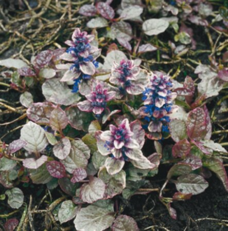 Ajuga reptans 'Burgundy Glow' geen maat specificatie 0,55L/P9cm - afbeelding 3