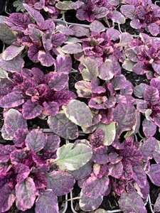 Ajuga reptans 'Burgundy Glow' geen maat specificatie 0,55L/P9cm - afbeelding 4