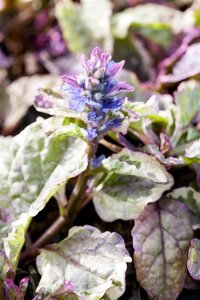 Ajuga reptans 'Burgundy Glow' geen maat specificatie 0,55L/P9cm