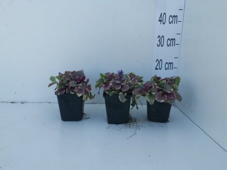 Ajuga reptans 'Burgundy Glow' geen maat specificatie 0,55L/P9cm - afbeelding 14