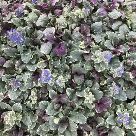 Ajuga reptans 'Burgundy Glow' geen maat specificatie 0,55L/P9cm - afbeelding 3