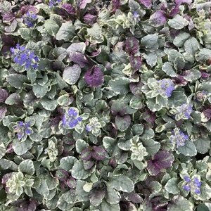 Ajuga reptans 'Burgundy Glow' geen maat specificatie 0,55L/P9cm - afbeelding 3