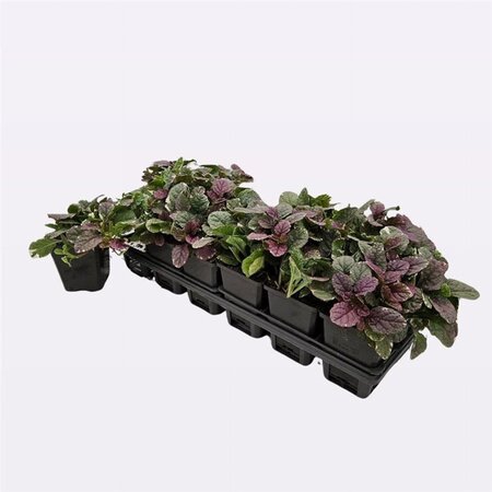 Ajuga reptans 'Burgundy Glow' geen maat specificatie 0,55L/P9cm - afbeelding 4