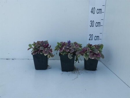 Ajuga reptans 'Burgundy Glow' geen maat specificatie 0,55L/P9cm - afbeelding 5