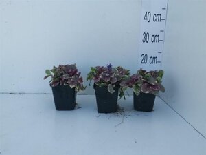 Ajuga reptans 'Burgundy Glow' geen maat specificatie 0,55L/P9cm - afbeelding 5