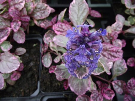Ajuga reptans 'Burgundy Glow' geen maat specificatie 0,55L/P9cm - afbeelding 2