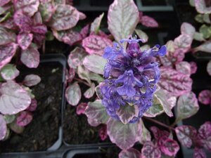Ajuga reptans 'Burgundy Glow' geen maat specificatie 0,55L/P9cm - afbeelding 2