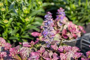 Ajuga reptans 'Burgundy Glow' geen maat specificatie 0,55L/P9cm - afbeelding 12