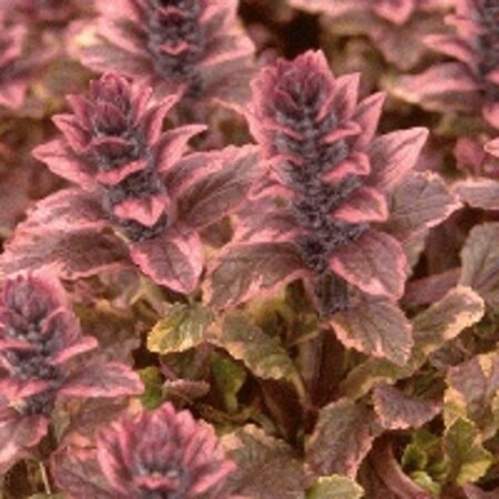 Ajuga reptans 'Burgundy Glow' geen maat specificatie 0,55L/P9cm - afbeelding 11