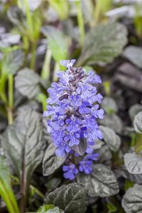 Ajuga reptans 'Braunherz' geen maat specificatie 0,55L/P9cm