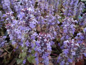 Ajuga reptans 'Braunherz' geen maat specificatie 0,55L/P9cm - afbeelding 5