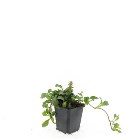 Ajuga reptans geen maat specificatie 0,55L/P9cm - afbeelding 4