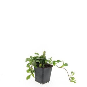 Ajuga reptans geen maat specificatie 0,55L/P9cm - afbeelding 4