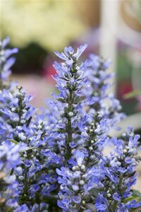 Ajuga reptans geen maat specificatie 0,55L/P9cm