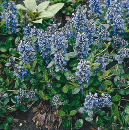 Ajuga reptans geen maat specificatie 0,55L/P9cm - afbeelding 5