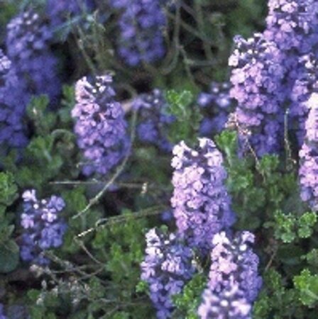 Ajuga reptans geen maat specificatie 0,55L/P9cm - afbeelding 6