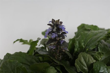 Ajuga reptans geen maat specificatie 0,55L/P9cm - afbeelding 4