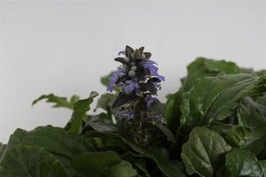 Ajuga reptans geen maat specificatie 0,55L/P9cm - afbeelding 4